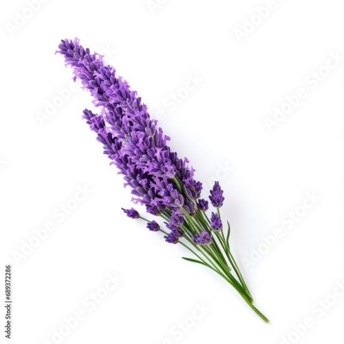 single lavender flower isolated on white