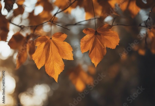 Autumn leaves on the fall blurred background