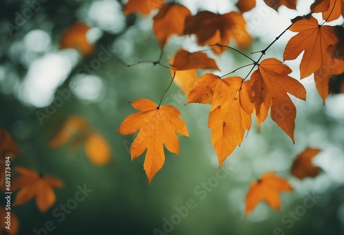 Autumn orange leaves on the blurred green background