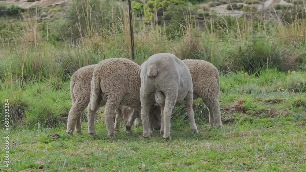 Left to right circle shot at ground level of 5 sheep grazing next to a fence on a pasture in South Africa - one sheep is scratching its ear Left to right circle shot at ground level of 5 sheep grazing next to a fence on a pasture in South Africa - one sheep is scratching its ear