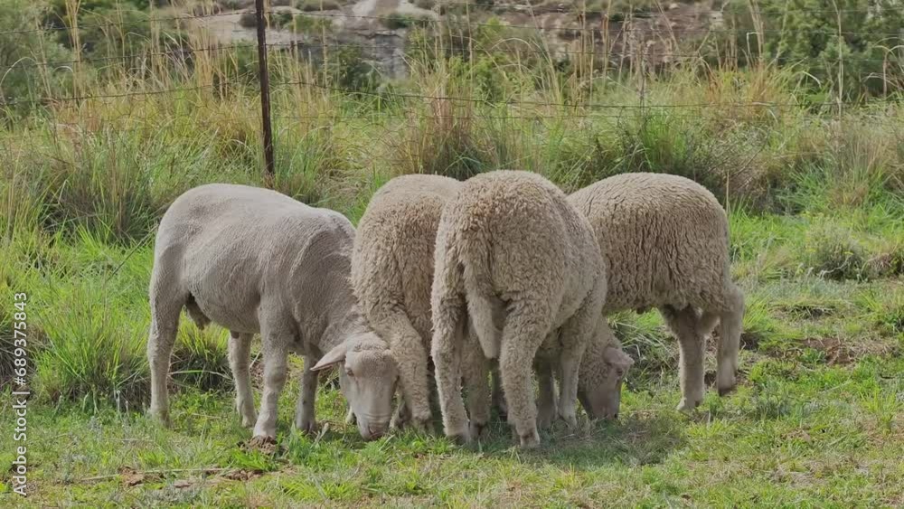 Right to left circle shot at close distance at ground level of 5 sheep grazing next to a fence on a pasture in South Africa Right to left circle shot at close distance at ground level of 5 sheep grazing next to a fence on a pasture in South Africa