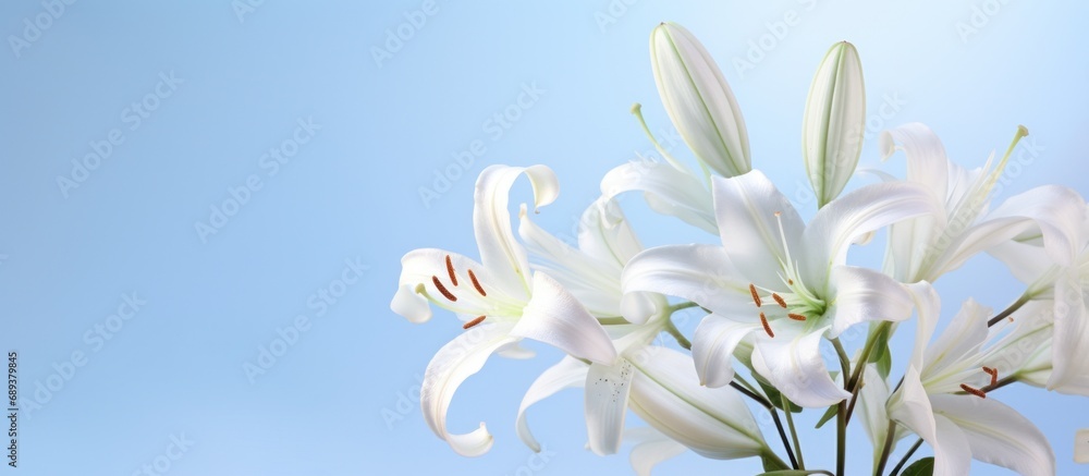 white lilies on a light background with a blue background,