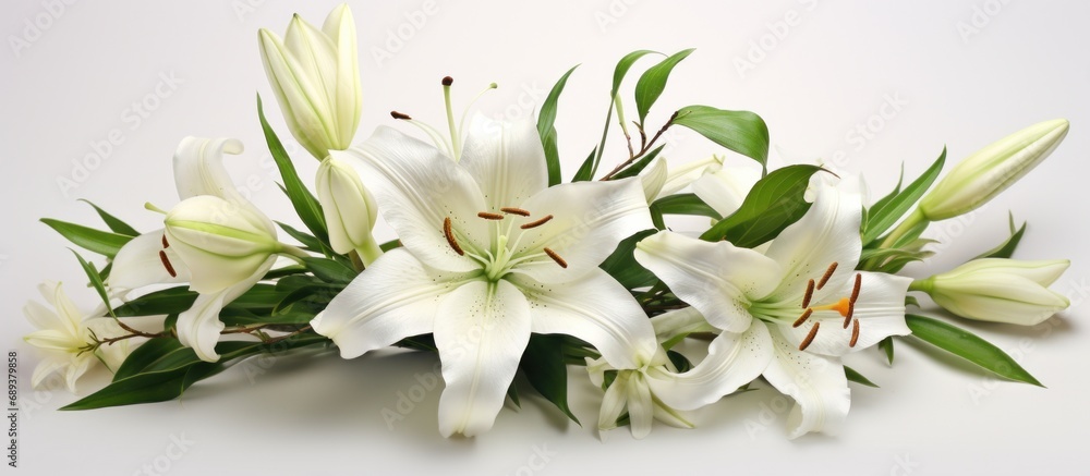 white lily flower isolated on white background,