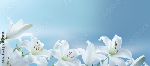 white lilies on a light background with a blue background,