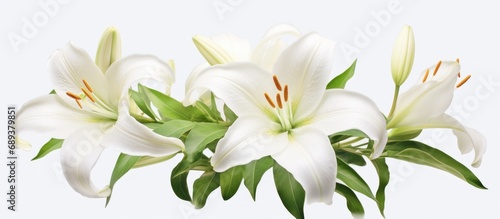 white lily flower isolated on white background 