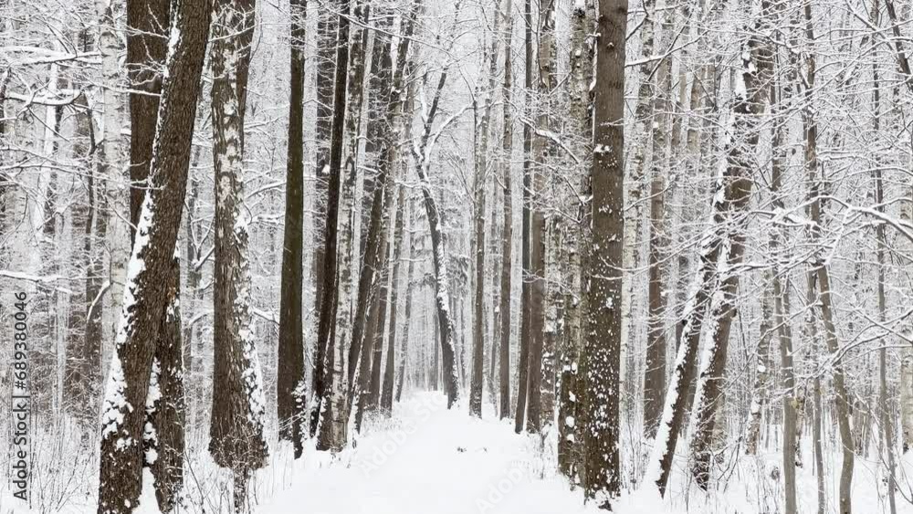 A snowstorm in a winter public park , it is snowing heavily, snowflakes are slowly falling, tree branches are covered with snow A snowstorm in a winter public park , it is snowing heavily, snowflakes are slowly falling, tree branches are covered with snow