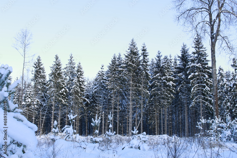 Fototapeta premium Spruce in winter
