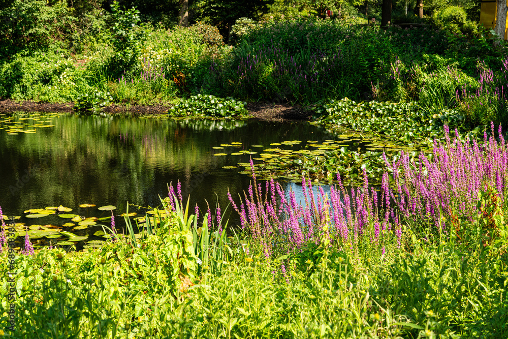 Beautiful aquatic plant lotus flower green leaves floating on tranquil water in pond at city botanical gardens Bremen, Germany.
