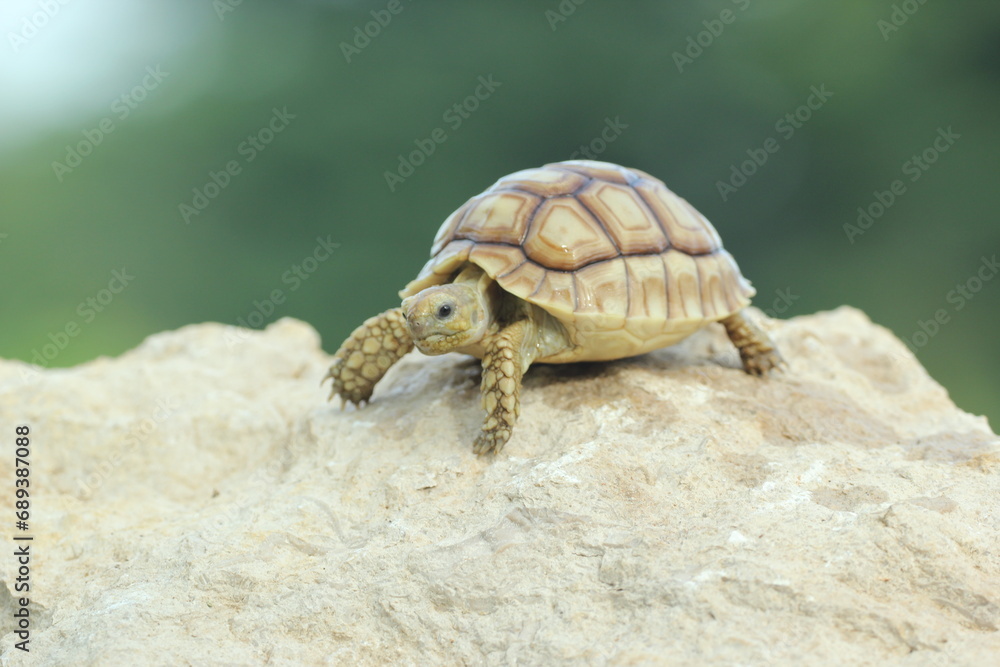 tortoise, sulcata, a cute sulcata tortoise

