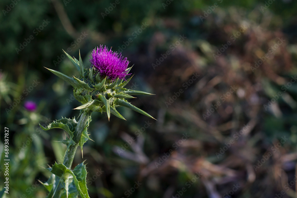 purple thistle flower in the field with close up purple thistle flower in the field with close up
