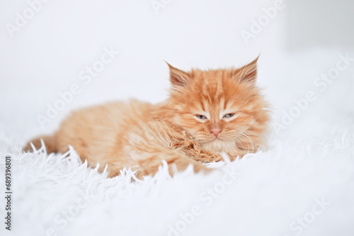 Small kitten on a white blanket. Kitten two months old 