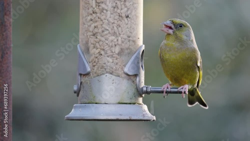 Greenfinch and Robin on feeder in garden close up eating out of the feeder
