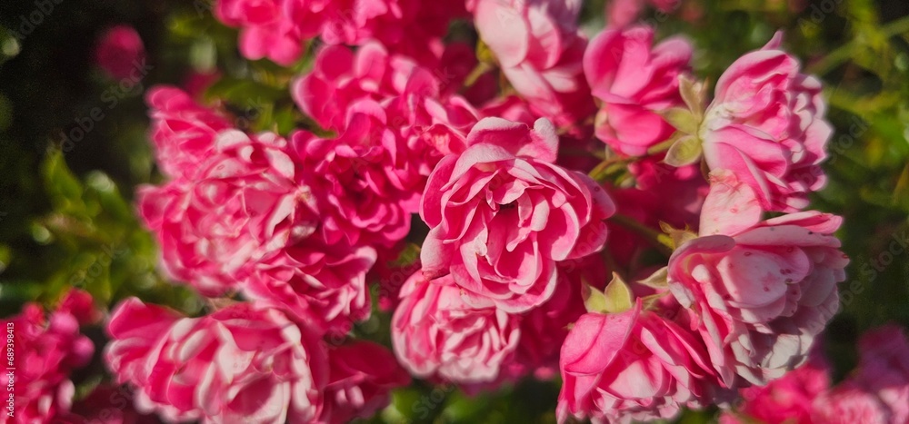 Rosa Damascena, known as the Damascus rose - pink, oleaginous, flowering, deciduous shrub plant. Valley of Roses. Close-up. Taillight. Selective focus.