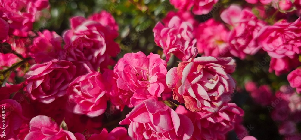 Rosa Damascena, known as the Damascus rose - pink, oleaginous, flowering, deciduous shrub plant. Valley of Roses. Close-up. Taillight. Selective focus. Rosa Damascena, known as the Damascus rose - pink, oleaginous, flowering, deciduous shrub plant. Valley of Roses. Close-up. Taillight. Selective focus.
