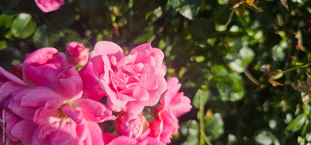 Rosa Damascena, known as the Damascus rose - pink, oleaginous, flowering, deciduous shrub plant. Valley of Roses. Close-up. Taillight. Selective focus.