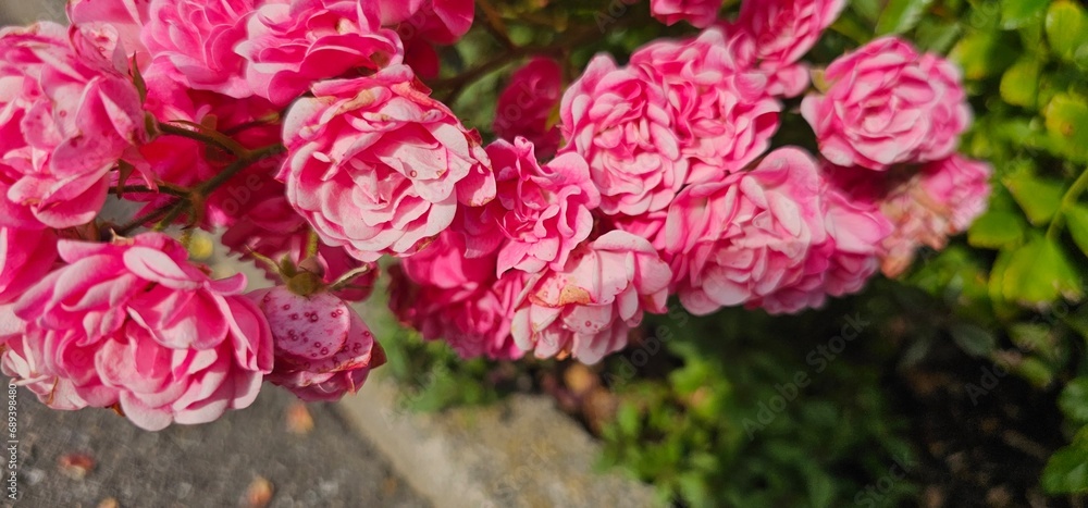Fototapeta premium Rosa Damascena, known as the Damascus rose - pink, oleaginous, flowering, deciduous shrub plant. Valley of Roses. Close-up. Taillight. Selective focus.