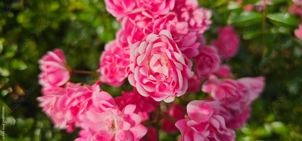 Rosa Damascena, known as the Damascus rose - pink, oleaginous, flowering, deciduous shrub plant. Valley of Roses. Close-up. Taillight. Selective focus. Rosa Damascena, known as the Damascus rose - pink, oleaginous, flowering, deciduous shrub plant. Valley of Roses. Close-up. Taillight. Selective focus.