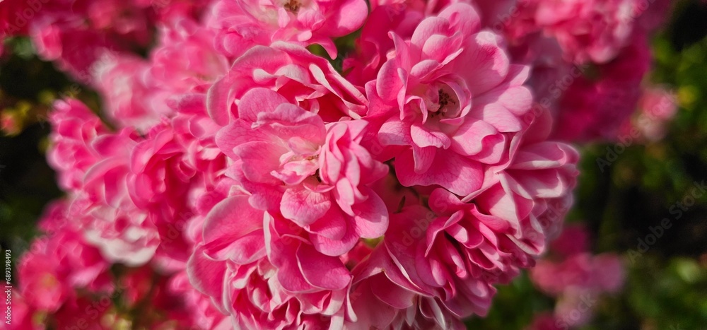 Rosa Damascena, known as the Damascus rose - pink, oleaginous, flowering, deciduous shrub plant. Valley of Roses. Close-up. Taillight. Selective focus. Rosa Damascena, known as the Damascus rose - pink, oleaginous, flowering, deciduous shrub plant. Valley of Roses. Close-up. Taillight. Selective focus.