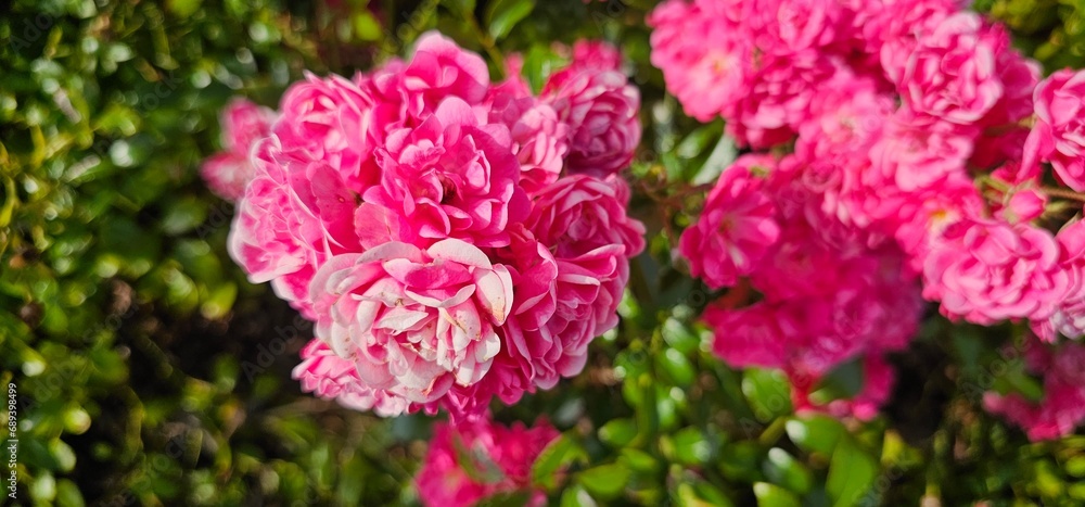 Rosa Damascena, known as the Damascus rose - pink, oleaginous, flowering, deciduous shrub plant. Valley of Roses. Close-up. Taillight. Selective focus.