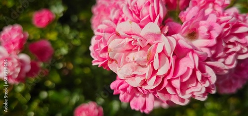 Rosa Damascena, known as the Damascus rose - pink, oleaginous, flowering, deciduous shrub plant. Valley of Roses. Close-up. Taillight. Selective focus.