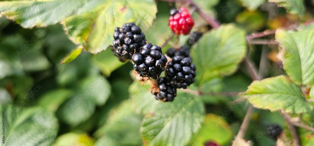Natural fresh blackberries in the garden. Bouquet of ripe and unripe blackberry fruits - Rubus fruticosus - on a branch with green leaves at the farm. Organic farming, healthy food. Natural fresh blackberries in the garden. Bouquet of ripe and unripe blackberry fruits - Rubus fruticosus - on a branch with green leaves at the farm. Organic farming, healthy food.