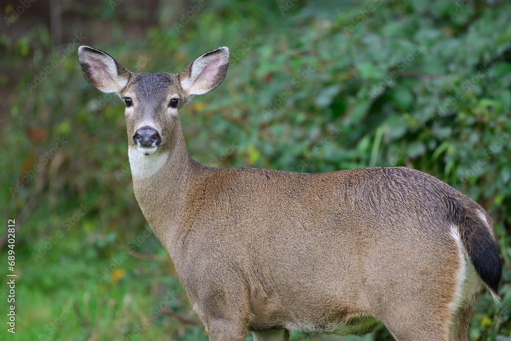 Fototapeta premium Columbian Black tailed deer with ears raised and looking at point of view