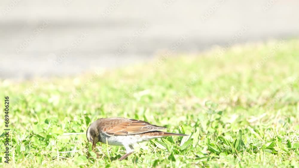 dusky thrush in a field dusky thrush in a field