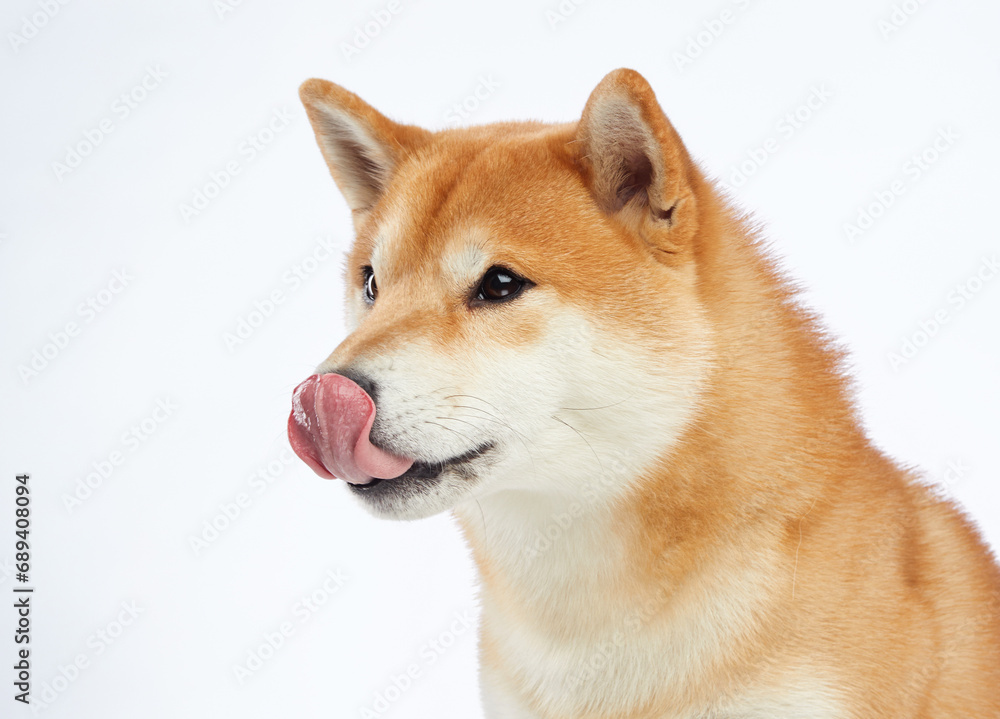 Shiba Inu tongue out, studio shot. This adorable dog's playful lick and bright eyes are charmingly captured