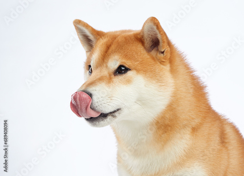 Shiba Inu tongue out, studio shot. This adorable dog's playful lick and bright eyes are charmingly captured