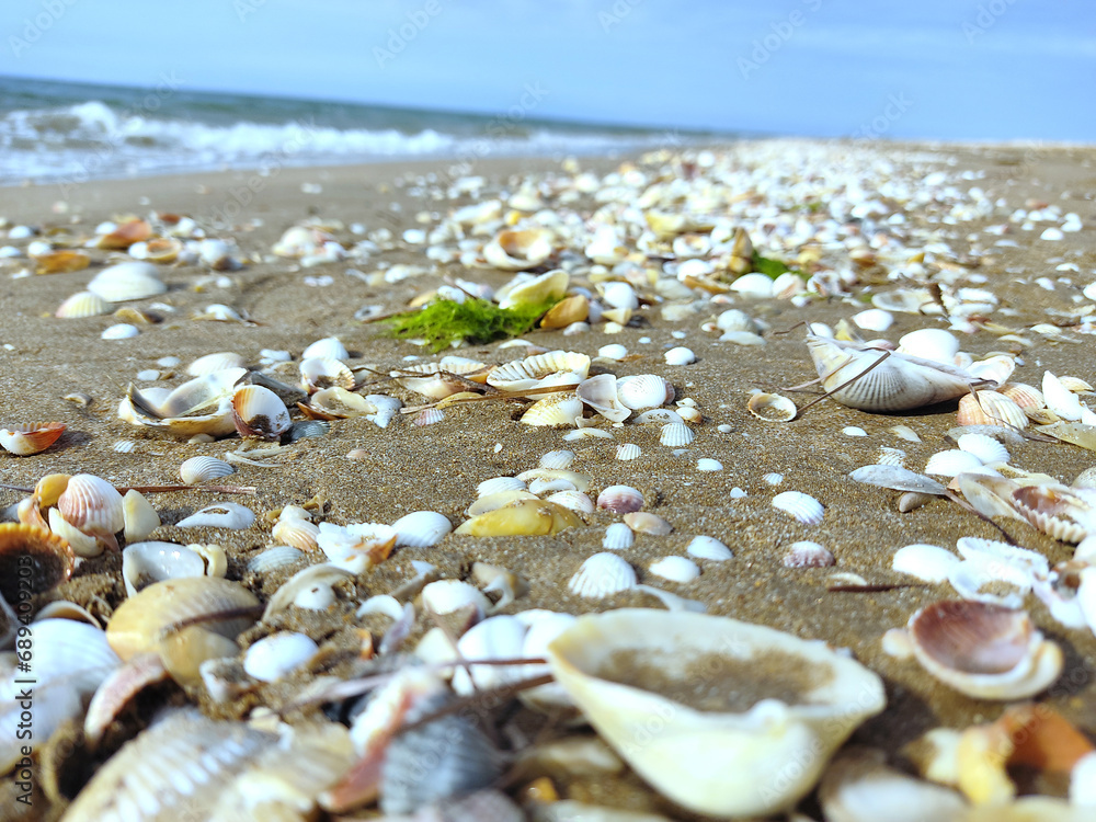 shells on the beach shells on the beach
