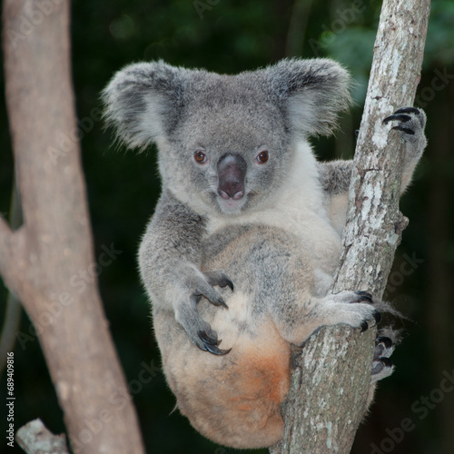 koala in tree © Todd Chonody