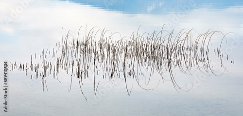 Reed structure in the water, Mondsee, Salzkammergut, Upper Austria, Austria, Europe photo