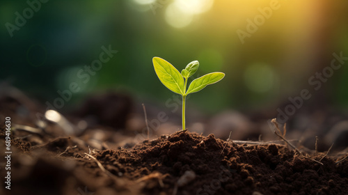 Young green sapling plant growing from the earth. © NaphakStudio