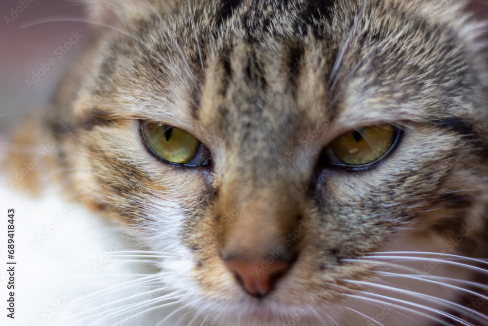 Portrait of a cat with green eyes. Selective focus.