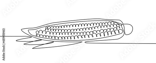 Drawn corn cob on white background