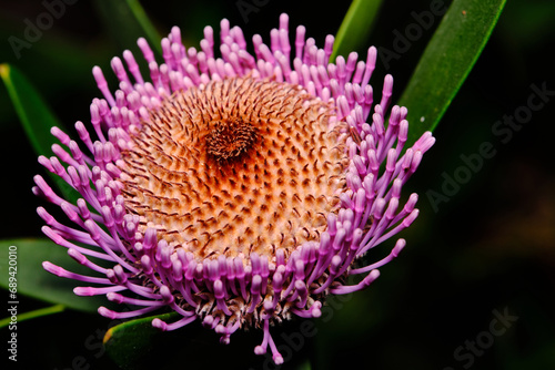 Isopogon, commonly known as conesticks, conebushes or coneflowers,  is a genus of about forty species of flowering plants in the family Proteaceae, and are endemic to Australia. 