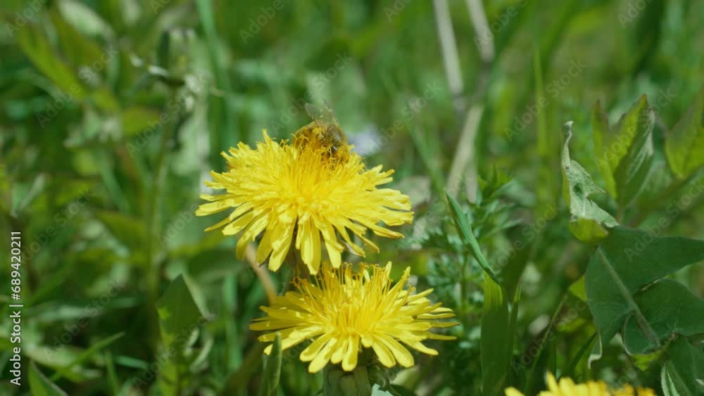 A weaver stained with pollen collects nectar from a yellow dandelion flower, wipes itself with its paws and flies away, slow motion A weaver stained with pollen collects nectar from a yellow dandelion flower, wipes itself with its paws and flies away, slow motion