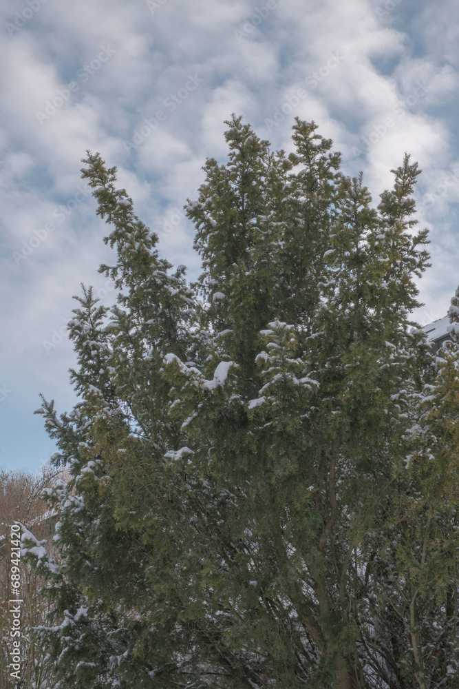 Green spruce covered with snow in winter, Christmas tree. Green spruce covered with snow in winter, Christmas tree.