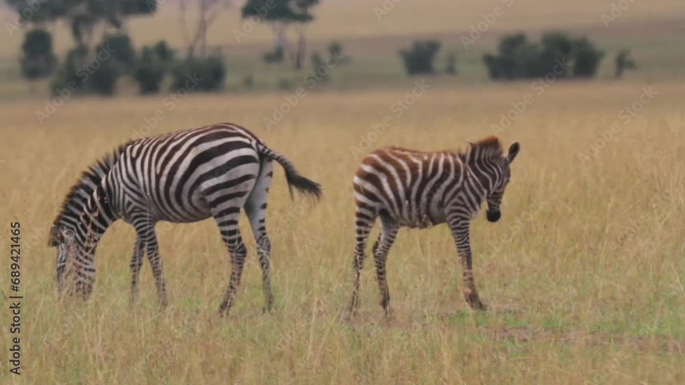 Family of Zebras Standing In Grassy Field - Wide Shot Family of Zebras Standing In Grassy Field - Wide Shot