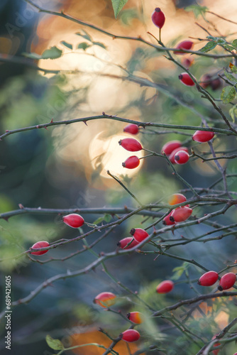 Red rowan berries on a bare tree in autumn close-up, rosehip berries in the snow in winter.