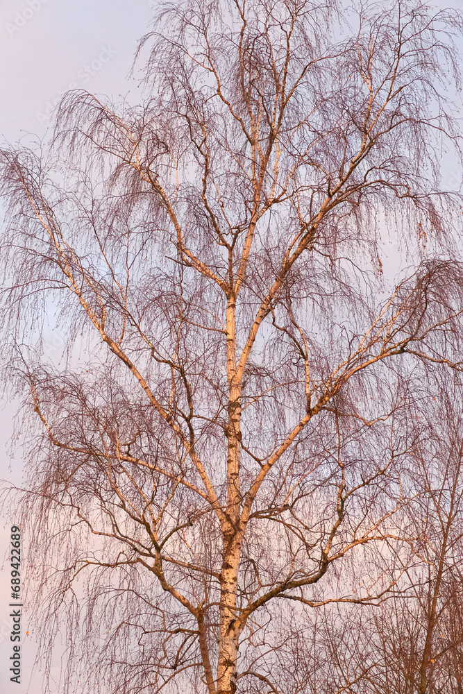 Birch with curly branches against the sky at sunset.