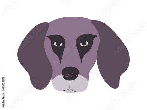 gray color head plott hound dog breed mammal domestic animal with floppy ears cute adorable doggy