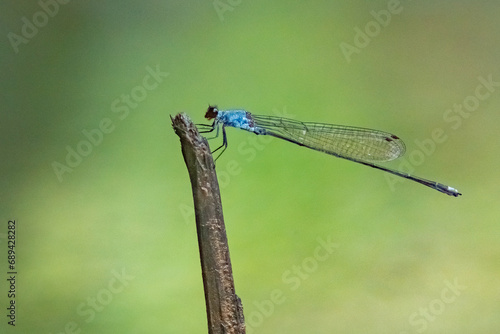 blue damselfly Pseudagrion pruinosum perching on a stick near riverside with natural bokeh background