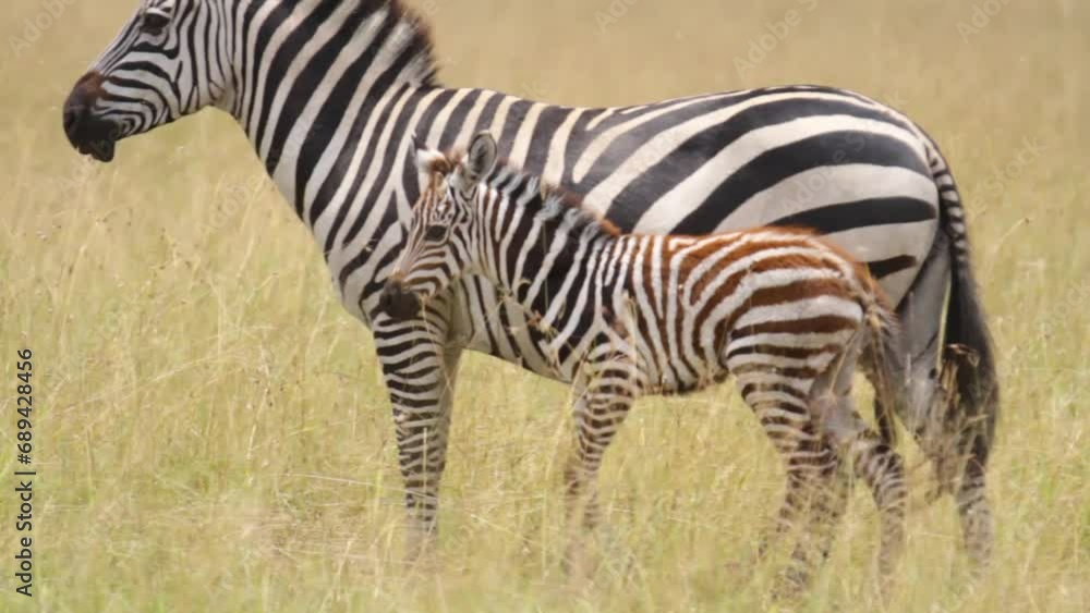 Cute little zebra next to adult in Kenya, Africa Cute little zebra next to adult in Kenya, Africa