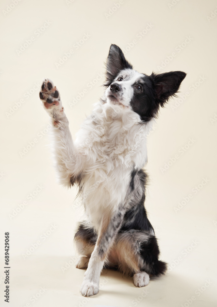  A Border Collie lifts a paw in a salute, black and white fur contrasts against a soft beige backdrop