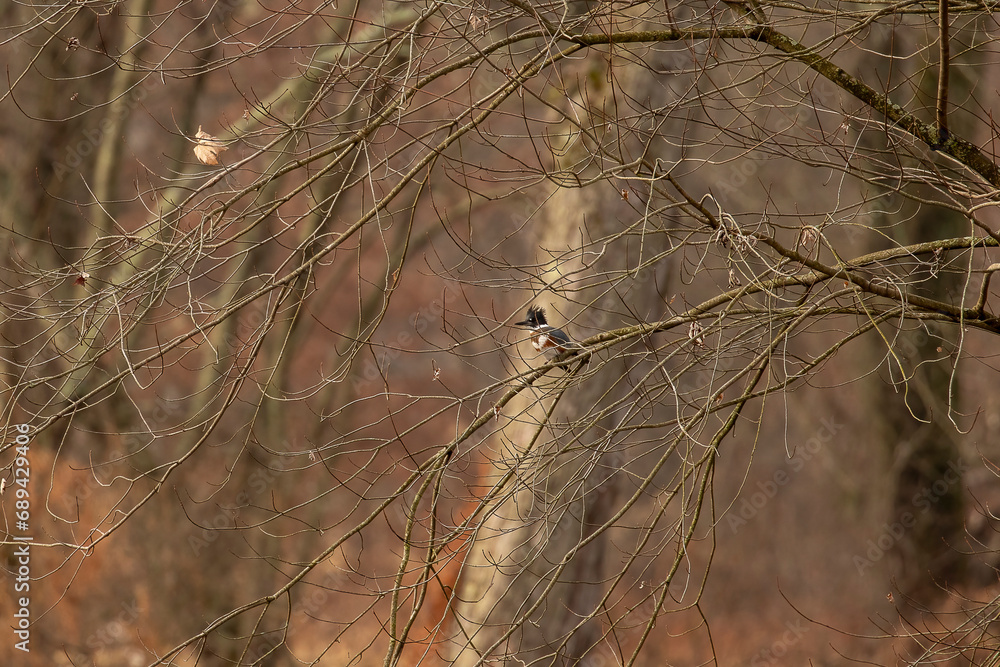 Fototapeta premium Female Belted Kingfisher hidden among the tree branches