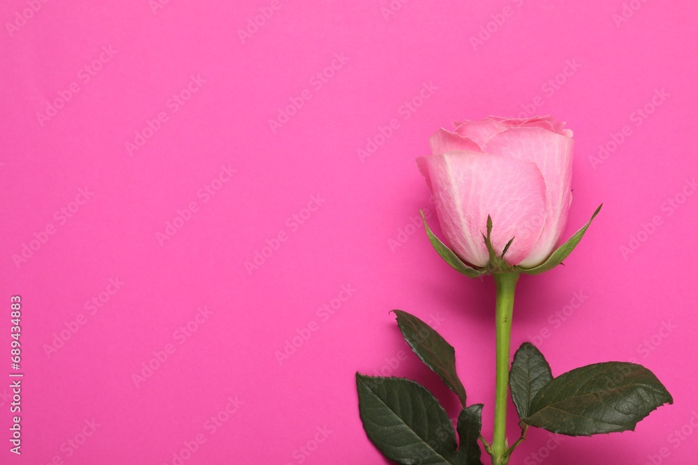 Fototapeta premium Beautiful rose on bright pink background, top view. Space for text