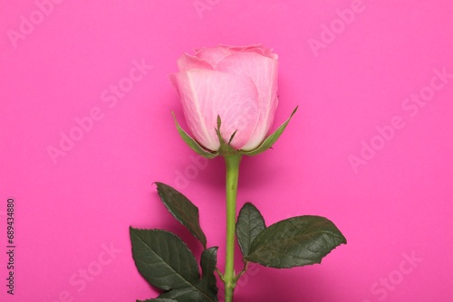 Beautiful rose on bright pink background, top view