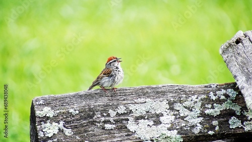 A cute chipping sparrow singing after a rain. brightening green background. common garden bird. 
