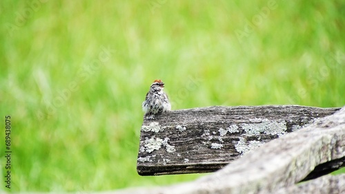 A cute chipping sparrow singing after a rain. brightening green background. common garden bird. 